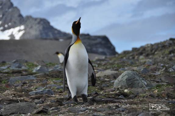 Um elegante pinguim rei em St Andrews Bay, na Geórgia do Sul